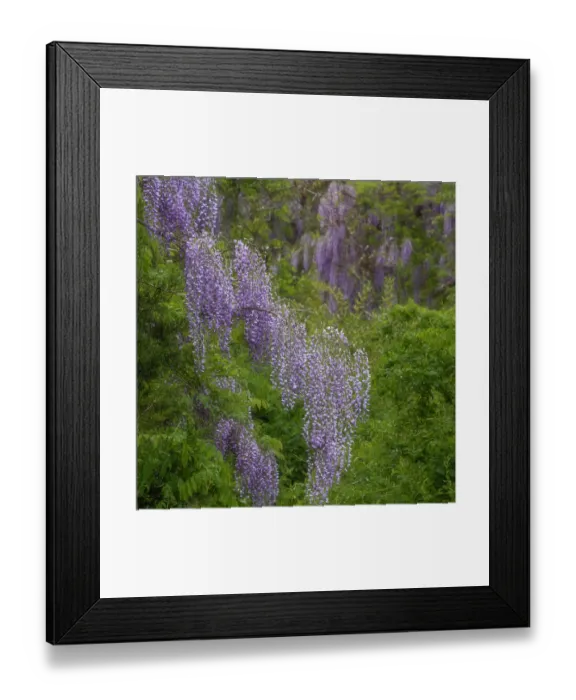 Framed Print : USA, New Jersey, Pine Barrens National Preserve. Wisteria flowers in forest Framed Print : USA, New Jersey, Pine Barrens National Preserve. Wisteria flowers in forest