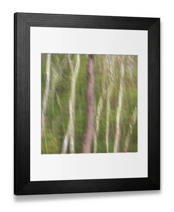 Framed Print : USA, New Jersey, Pine Barrens National Preserve. Abstract motion of forest trees Framed Print : USA, New Jersey, Pine Barrens National Preserve. Abstract motion of forest trees