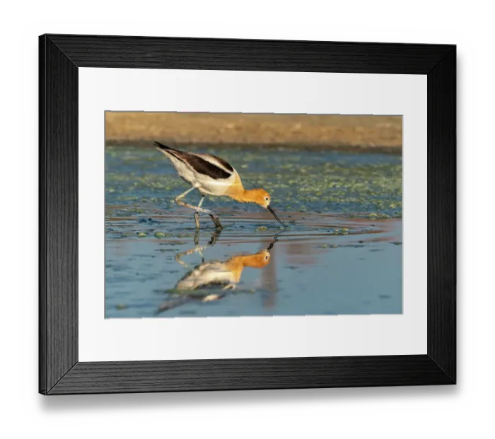 Framed Print : USA, New Mexico. American avocet feeding in marsh