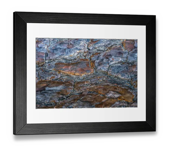 Framed Print : USA, New Jersey, Pine Barrens National Preserve. Close-up of tree bark