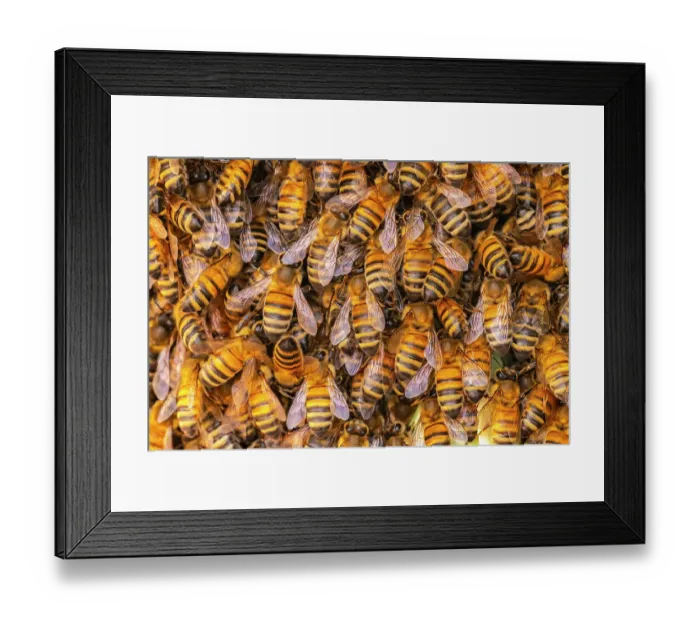 Framed Print : USA, New Mexico. Honey bees swarming Framed Print : USA, New Mexico. Honey bees swarming