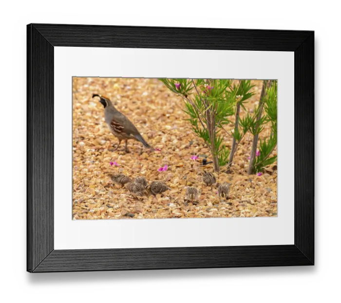 Framed Print : USA, New Mexico. Gambel's quail male and chicks Framed Print : USA, New Mexico. Gambel's quail male and chicks