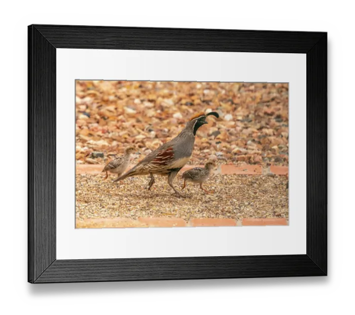 Framed Print : USA, New Mexico. Gambel's quail male and chicks Framed Print : USA, New Mexico. Gambel's quail male and chicks