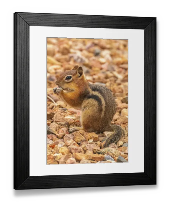 Framed Print : USA, New Mexico. Golden-mantled ground squirrel eating Framed Print : USA, New Mexico. Golden-mantled ground squirrel eating