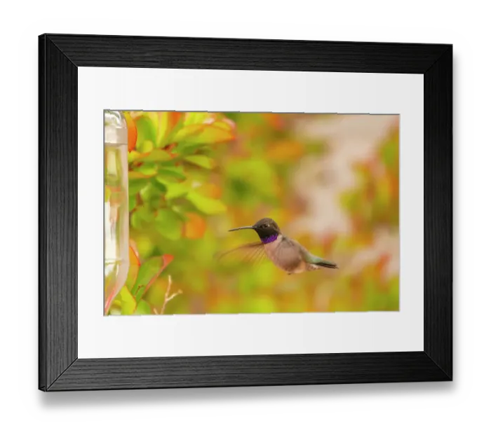 Framed Print : USA, New Mexico. Black-chinned hummingbird at feeder Framed Print : USA, New Mexico. Black-chinned hummingbird at feeder
