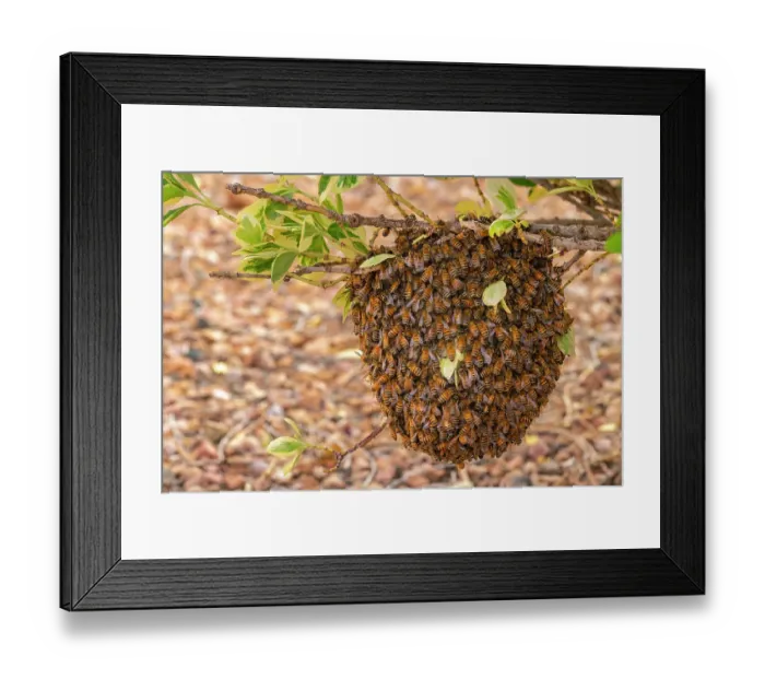 Framed Print : USA, New Mexico. Honey bees swarming Framed Print : USA, New Mexico. Honey bees swarming