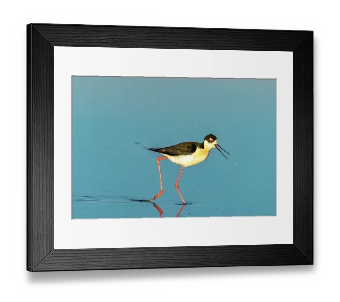 Framed Print : USA, New Mexico. Black-necked stilt in water Framed Print : USA, New Mexico. Black-necked stilt in water