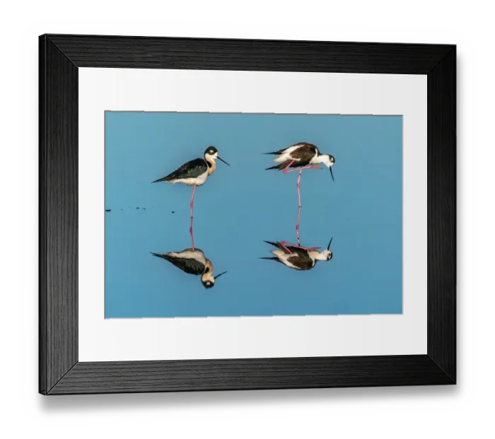 Framed Print : USA, New Mexico. Black-necked stilts in water Framed Print : USA, New Mexico. Black-necked stilts in water