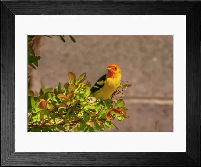 Framed Print : USA, New Mexico. Western tanager in tree Framed Print : USA, New Mexico. Western tanager in tree