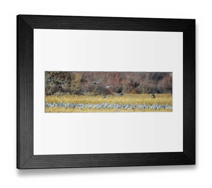 Framed Print : Sandhill cranes fly in to join a group already gleaning an ag field of seeds and bugs