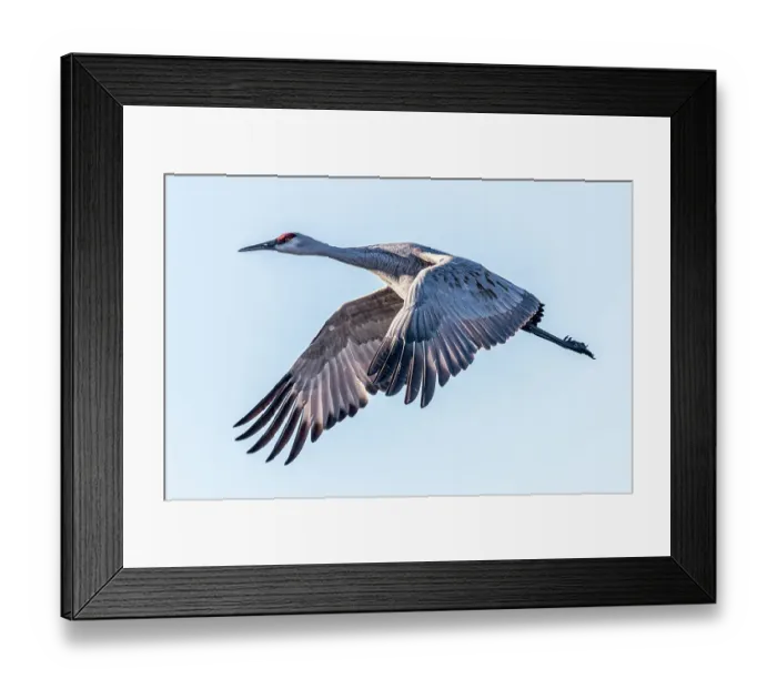 Framed Print : A sandhill crane flies over the landscape of Bosque del Apache National Wildlife Refuge, New Mexico, where they spend the winter months
