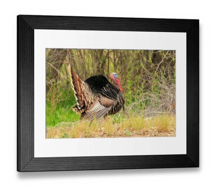 Framed Print : USA, New Mexico, Bosque del Apache National Wildlife Refuge. Male wild turkey displaying