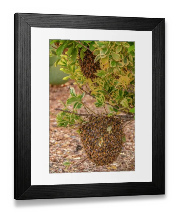 Framed Print : USA, New Mexico. Honey bees swarming Framed Print : USA, New Mexico. Honey bees swarming