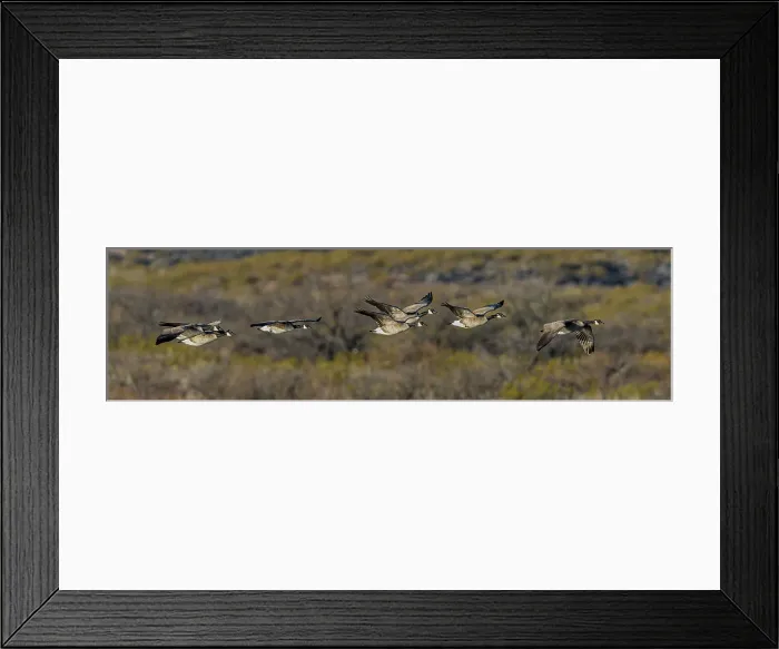 Framed Print : A flock of Canadian geese take flight across the sage brush landscape at Bosque del Apache Framed Print : A flock of Canadian geese take flight across the sage brush landscape at Bosque del Apache