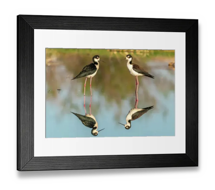 Framed Print : USA, New Mexico. Black-necked stilts in water Framed Print : USA, New Mexico. Black-necked stilts in water
