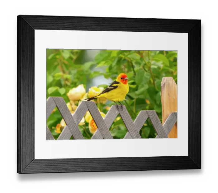 Framed Print : USA, New Mexico. Western tanager on fence