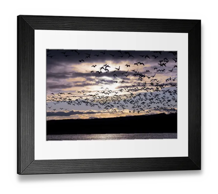 Framed Print : Large flocks of snow geese fly to their nightly resting pond as the sun sets at Bosque del Apache NWR Framed Print : Large flocks of snow geese fly to their nightly resting pond as the sun sets at Bosque del Apache NWR