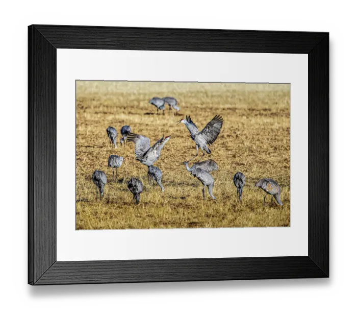 Framed Print : Sandhill cranes, wintering at Bosque del Apache in New Mexico, vocalize to one another