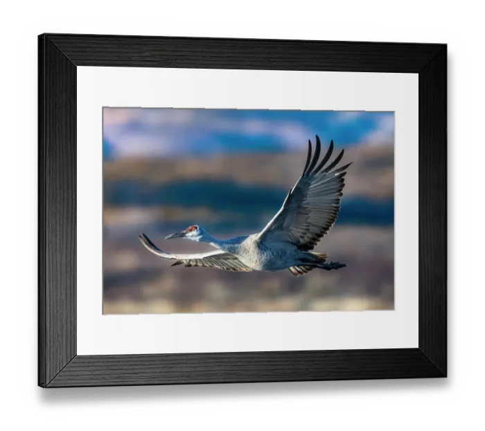 Framed Print : A sandhill crane flies over the landscape of Bosque del Apache National Wildlife Refuge, New Mexico, where they spend the winter months Framed Print : A sandhill crane flies over the landscape of Bosque del Apache National Wildlife Refuge, New Mexico, where they spend the winter months