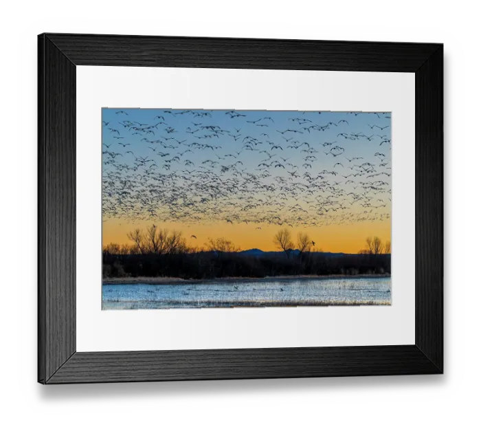 Framed Print : As the sun rises over Bosque del Apache National Wildlife Refuge, thousands of snow geese fly off to fields where they will feed for the day Framed Print : As the sun rises over Bosque del Apache National Wildlife Refuge, thousands of snow geese fly off to fields where they will feed for the day