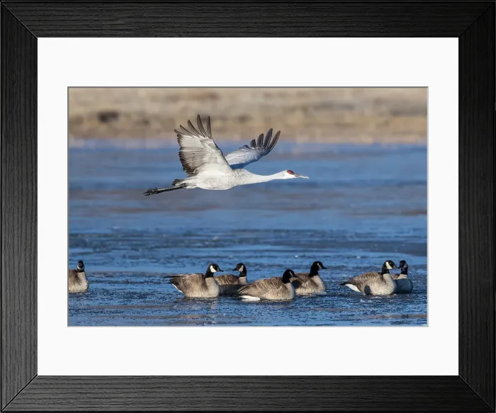 Framed Print : A sandhill cranes flies over Canadian geese of Bosque del Apache National Wildlife Refuge, New Mexico Framed Print : A sandhill cranes flies over Canadian geese of Bosque del Apache National Wildlife Refuge, New Mexico