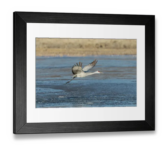 Framed Print : A sandhill crane flies over a mostly frozen pond at Bosque del Apache National Wildlife Refuge, New Mexico, where they spend the winter months