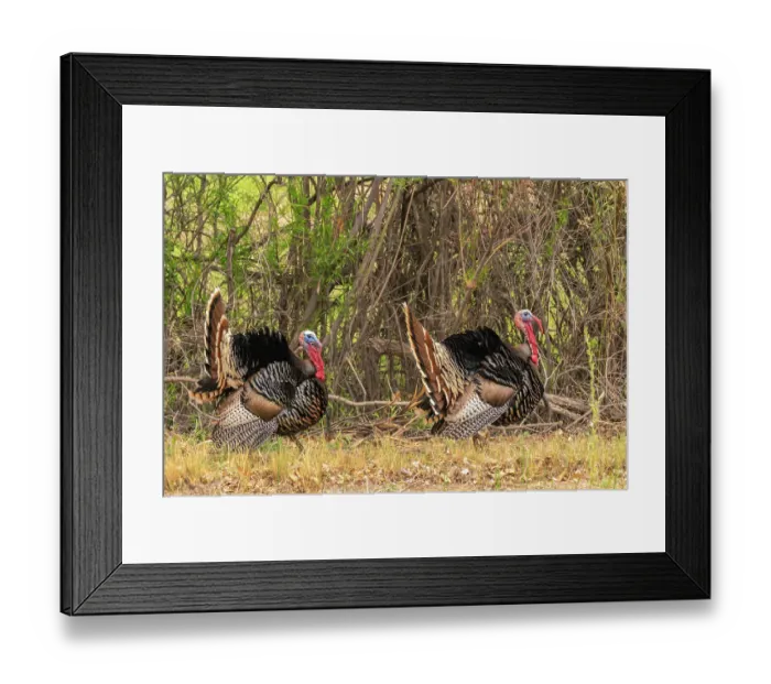 Framed Print : USA, New Mexico, Bosque del Apache National Wildlife Refuge. Two male wild turkeys displaying Framed Print : USA, New Mexico, Bosque del Apache National Wildlife Refuge. Two male wild turkeys displaying