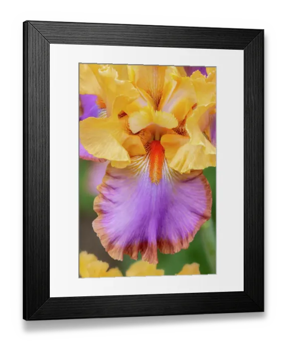 Framed Print : USA, Oregon. Garden in full bloom with close-up of bearded iris