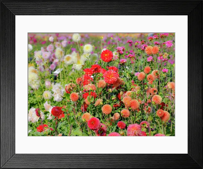 Framed Print : USA, Oregon. Dahlias in summer bloom Framed Print : USA, Oregon. Dahlias in summer bloom