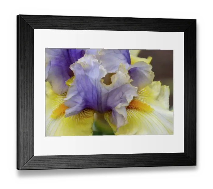 Framed Print : USA, Oregon. Garden in full bloom with close-up of bearded iris