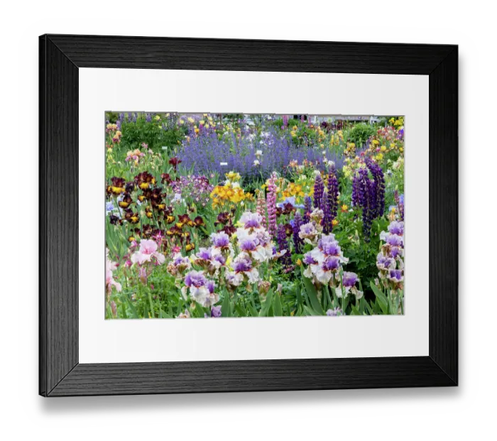 Framed Print : USA, Oregon. Garden in full bloom with bearded iris and Russell lupine Framed Print : USA, Oregon. Garden in full bloom with bearded iris and Russell lupine