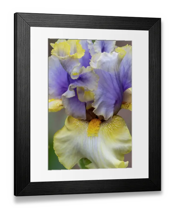 Framed Print : USA, Oregon. Garden in full bloom with close-up of bearded iris Framed Print : USA, Oregon. Garden in full bloom with close-up of bearded iris