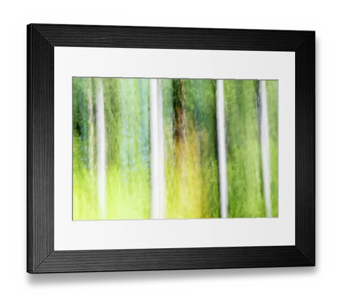 Framed Print : USA, Oregon, Tillamook State Forest tree pan with movement Framed Print : USA, Oregon, Tillamook State Forest tree pan with movement
