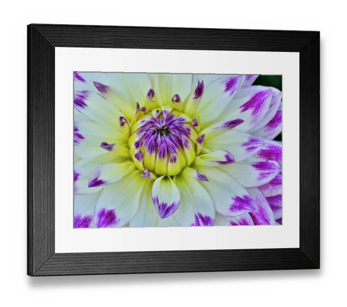 Framed Print : USA, Oregon. Dahlias in summer bloom