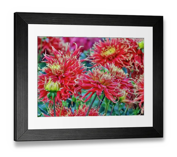 Framed Print : USA, Oregon. Dahlias in summer bloom Framed Print : USA, Oregon. Dahlias in summer bloom