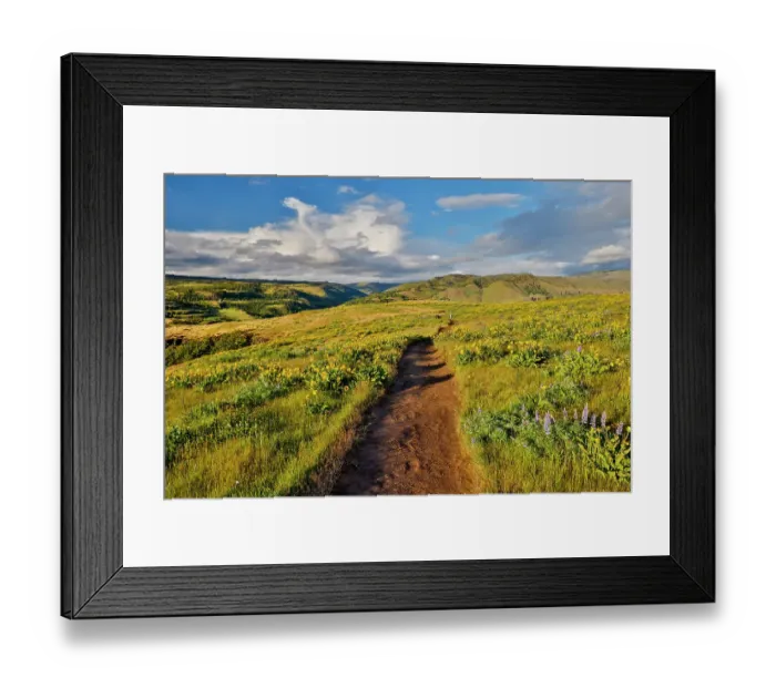 Framed Print : USA, Oregon. Rowena Crest on Old Highway 30 above Columbia River and springtime balsamroot and lupine blooming along trail