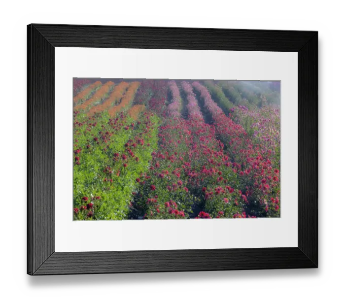 Framed Print : USA, Oregon. Dahlias in summer bloom