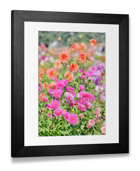 Framed Print : USA, Oregon. Dahlias in summer bloom
