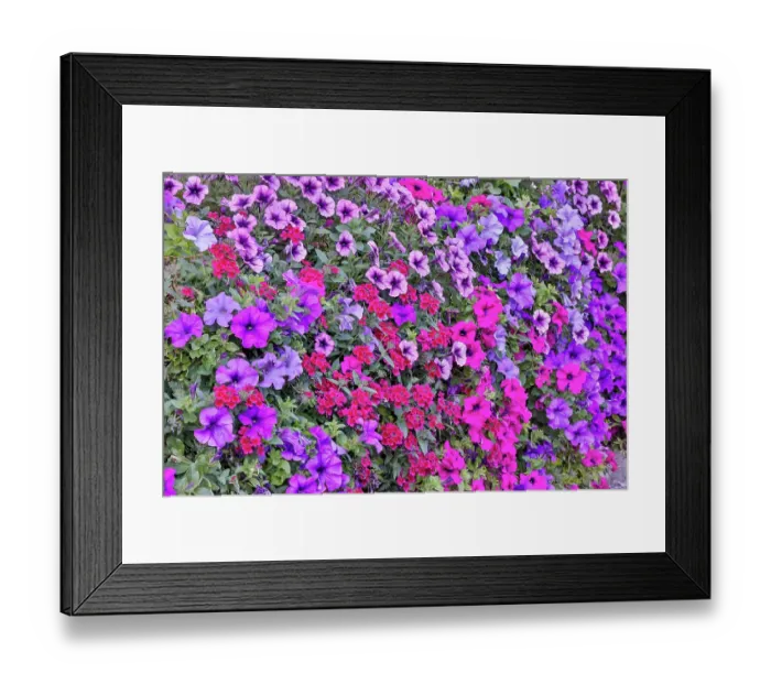 Framed Print : USA, Oregon, Camby, Swan Island dahlias with picture of colorful Petunias Framed Print : USA, Oregon, Camby, Swan Island dahlias with picture of colorful Petunias