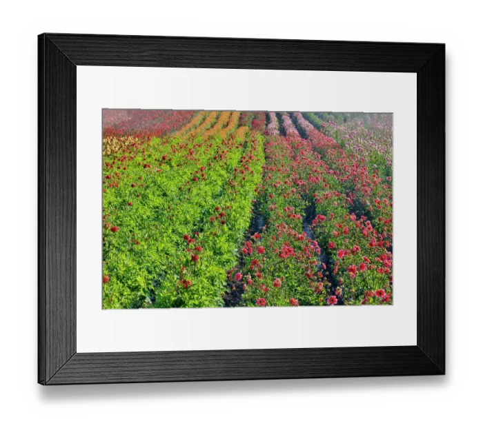 Framed Print : USA, Oregon. Dahlias in summer bloom Framed Print : USA, Oregon. Dahlias in summer bloom