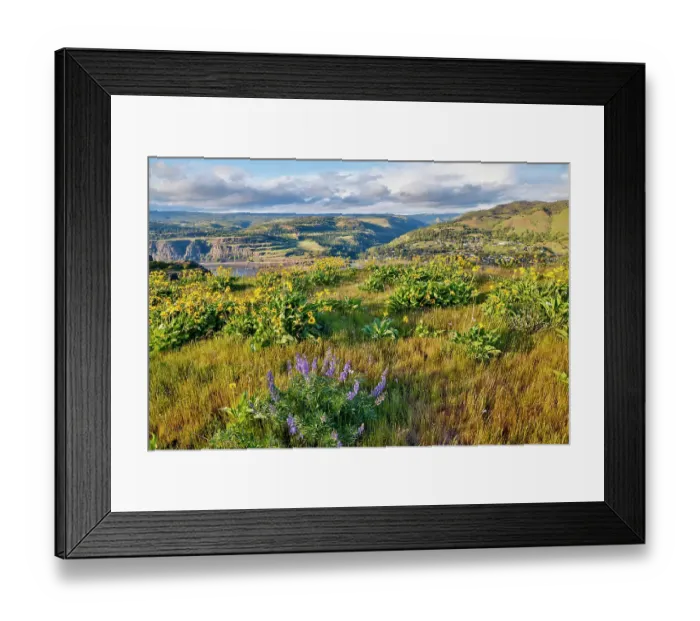 Framed Print : USA, Oregon. Rowena Crest on Old Highway 30 above Columbia River and springtime balsamroot and lupine blooming along trail