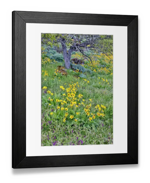 Framed Print : USA, Oregon. Rowena Crest on Old Highway 30 above Columbia River and springtime balsamroot blooming and sweet fennel amongst oaks Framed Print : USA, Oregon. Rowena Crest on Old Highway 30 above Columbia River and springtime balsamroot blooming and sweet fennel amongst oaks