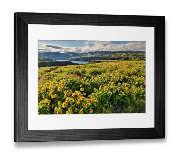 Framed Print : USA, Oregon. Rowena Crest on Old Highway 30 above Columbia River and springtime balsamroot blooming Framed Print : USA, Oregon. Rowena Crest on Old Highway 30 above Columbia River and springtime balsamroot blooming