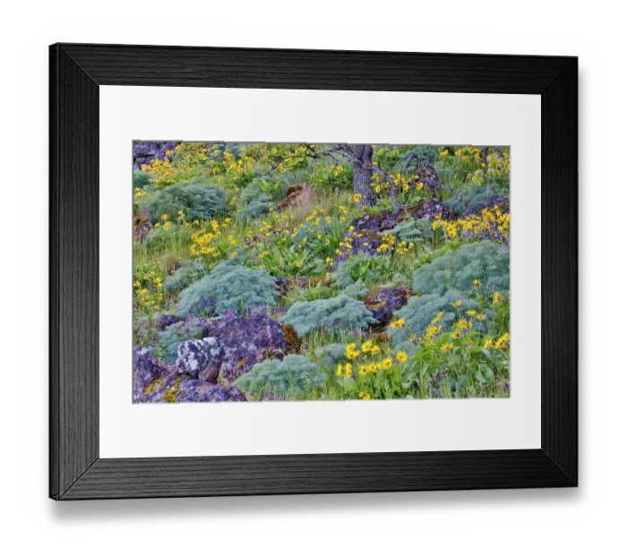 Framed Print : USA, Oregon. Rowena Crest on Old Highway 30 above Columbia River and springtime balsamroot blooming and sweet fennel amongst oaks