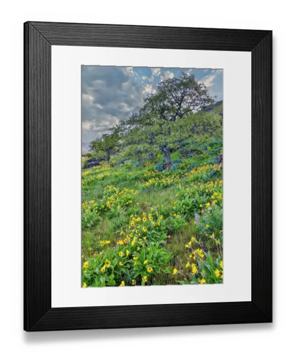 Framed Print : USA, Oregon. Rowena Crest on Old Highway 30 above Columbia River and springtime balsamroot blooming and sweet fennel amongst oaks Framed Print : USA, Oregon. Rowena Crest on Old Highway 30 above Columbia River and springtime balsamroot blooming and sweet fennel amongst oaks
