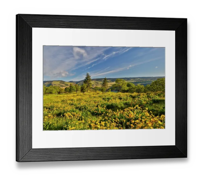 Framed Print : USA, Oregon, Mosier. Landscape of balsamroot and oaks on hillside above the Columbia River Framed Print : USA, Oregon, Mosier. Landscape of balsamroot and oaks on hillside above the Columbia River