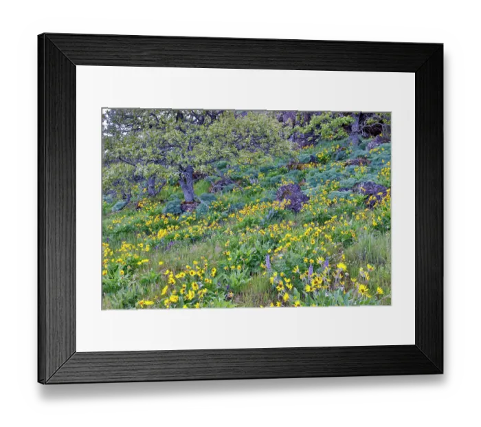 Framed Print : USA, Oregon. Rowena Crest on Old Highway 30 above Columbia River and springtime balsamroot blooming and sweet fennel amongst oaks