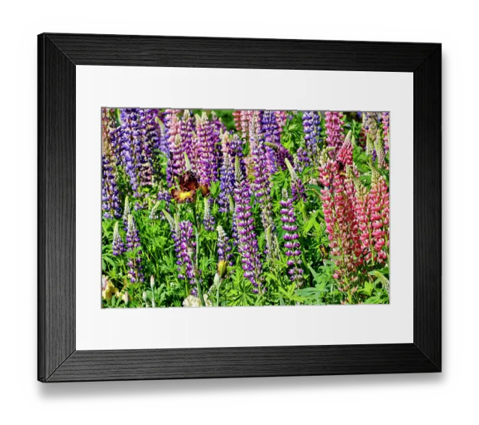Framed Print : USA, Oregon. Garden in full bloom with bearded iris and Russell lupine