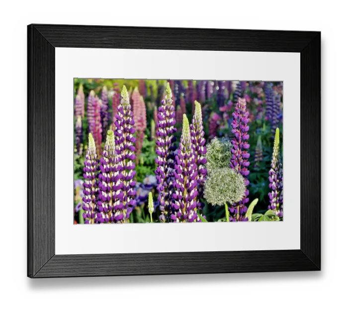 Framed Print : USA, Oregon. Garden in full bloom with Allium and Russell lupine Framed Print : USA, Oregon. Garden in full bloom with Allium and Russell lupine