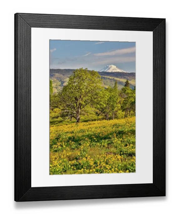 Framed Print : USA, Oregon, Mosier. Landscape of oaks and yellow balsamroot with backdrop of Mt. Adams